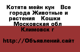 Котята мейн кун - Все города Животные и растения » Кошки   . Московская обл.,Климовск г.